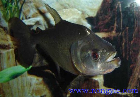 虎魚怎么養(yǎng)最好？