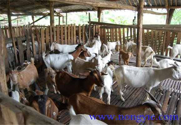 如何提高舍飼養(yǎng)羊的經濟效益