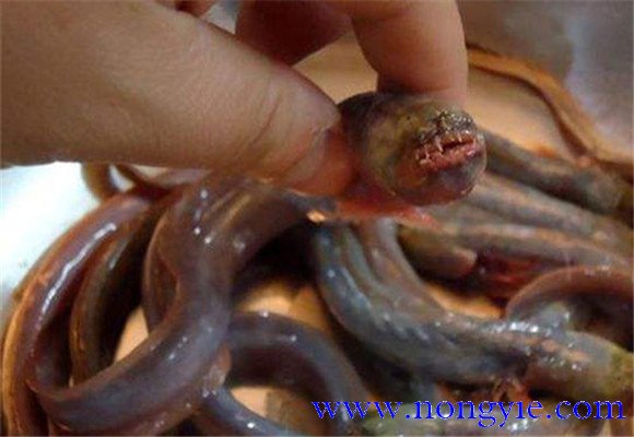 紅狼牙鰕虎魚(yú)能吃嗎？