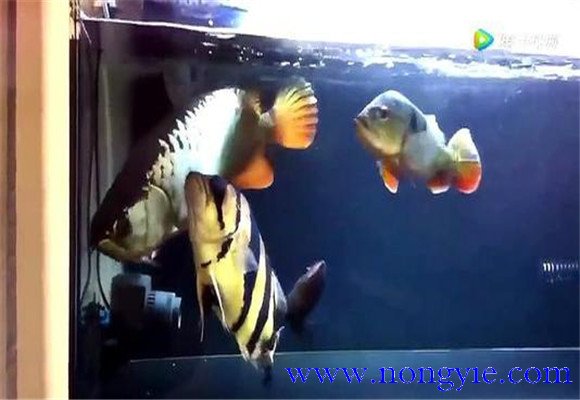 虎魚和龍魚怎么混養(yǎng)？