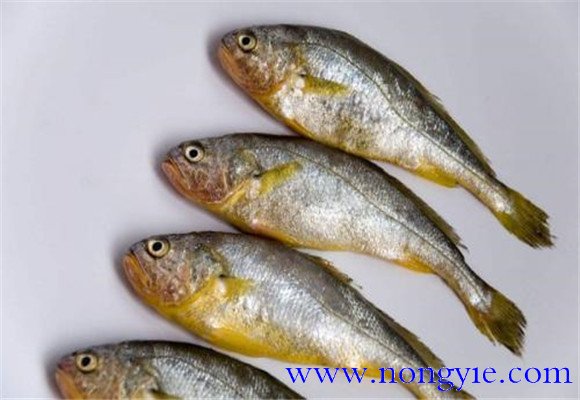 黃花魚是不是海魚？