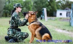 訓(xùn)犬應(yīng)遵循什么樣的基本原則，聽從什么忠告
