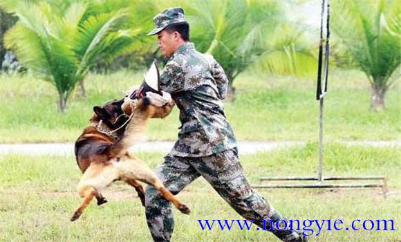 因犬制宜，區(qū)別對(duì)待的原則
