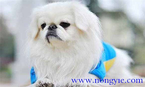 北京犬有何外貌特征和生活、性格特征