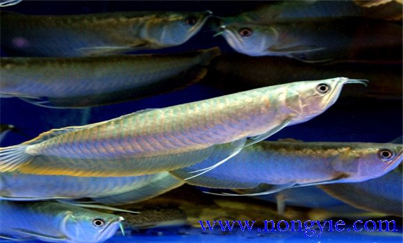 銀龍魚能長多大？