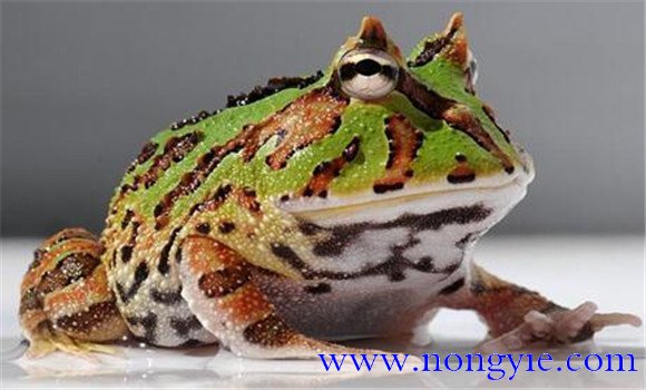 角蛙的飼養(yǎng)方法，角蛙如何飼養(yǎng)