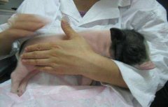 豬輪狀病毒性腹瀉癥狀有哪些，怎么治療?