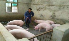 豬偽狂犬病的癥狀、危害及診斷要點(diǎn),怎么治療