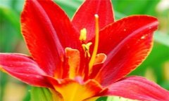 紅花的功效與作用 紅花的營養(yǎng)、功效、用法