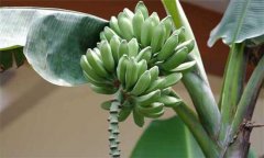 香蕉分類(lèi) 你知道香蕉分幾種嗎？