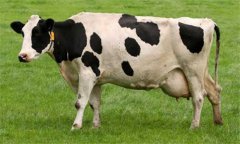 奶牛乳房炎久治不愈怎么辦：試試這幾個(gè)辦法！