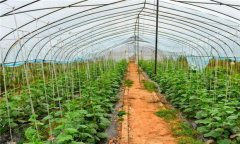 溫室黃瓜種植技術(shù)和管理新方法，共分五步驟
