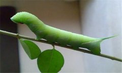 菜青蟲防治技術要點 有何危害？
