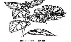 扶?；ㄔ趺答B(yǎng)，盆栽扶桑花怎么養(yǎng)才能開(kāi)好花