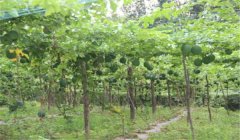 怎樣種漆樹，漆樹種植技術(shù)要點(diǎn)