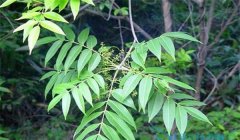 漆樹(shù)過(guò)敏怎么治療，割漆應(yīng)注意些什么