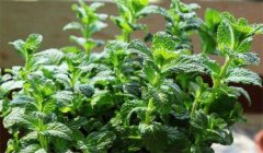 留蘭香種植方法簡介，怎樣栽培留蘭香