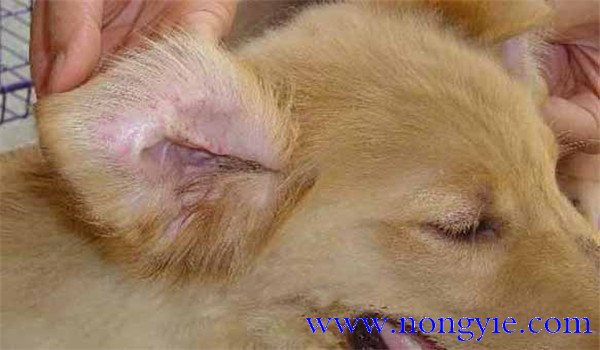 犬瘟熱傳染人嗎？