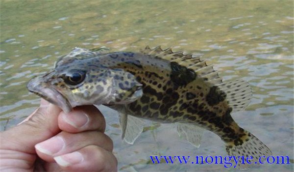 鱖魚(yú)如何飼養(yǎng)