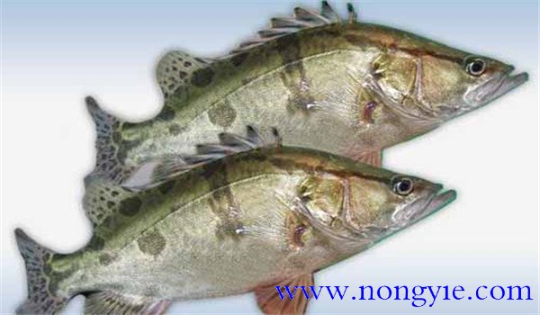鱖魚(yú)飼養(yǎng)容易得什么病