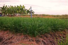 細(xì)香蔥采收后如何進(jìn)行處理與貯藏加工？