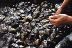 怎樣養(yǎng)珍珠，怎樣進行河蚌育珠