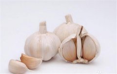 蒜黃的種植要點(diǎn)：播種前如何選擇和處理蒜種？