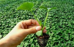 黃瓜栽培技術(shù)與管理：育苗、定植與管理