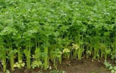 芹菜栽培技術(shù)要點(diǎn)：如何育苗、定植與田間管理