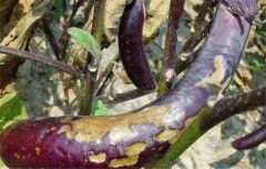 茄子病蟲害防治：茄子綿疫病、褐紋病、地老虎