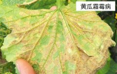 黃瓜病蟲害防治：黃瓜霜霉病、白粉病、紅蜘蛛