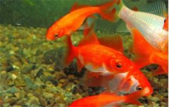 金魚的種類可分為草金魚、龍睛魚、文魚和蛋魚