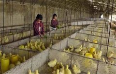 鵝飼養(yǎng)管理要求：雛鵝、小鵝、中鵝的飼養(yǎng)管理