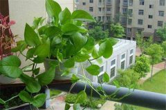 盆栽綠蘿怎么養(yǎng)才能更旺盛，請記住五個(gè)關(guān)鍵點(diǎn)