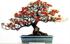 火棘如何盆栽？講述火棘種植的那些細節(jié)問題