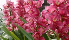 大花蕙蘭什么時候開花，如何養(yǎng)護與管理