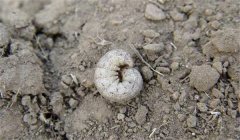 地老虎的防治辦法、習性與為害特點