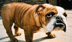 斗牛犬怎么訓練定點大小便，如何正確飼養(yǎng)？