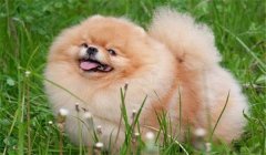 絲毛犬有哪些品種，如何購買與飼養(yǎng)絲毛犬