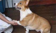 怎么訓練狗狗臥下？犬“臥下”動作的調(diào)教方法