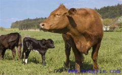 一頭牛大概有多少斤、一頭牛能出多少斤肉？