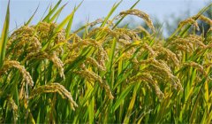 為什么說農(nóng)作物白根有勁、黃根保命、黑根生病