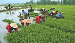 中稻什么時(shí)候下種、幾月收割？