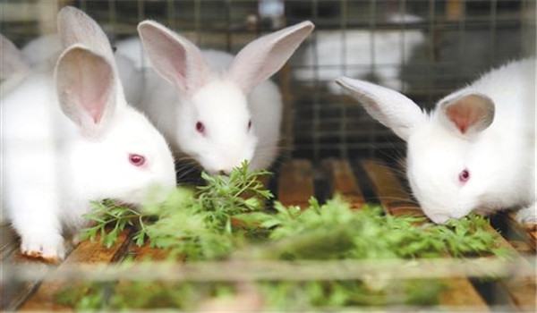 喂新鮮、優(yōu)質(zhì)的飼料