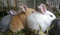 泌乳母兔的飼養(yǎng)管理，提供泌乳母兔飼料配方