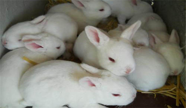 飼草飼料要新鮮、干凈