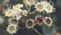 山楂花腐病怎么防治，患病山楂有何癥狀