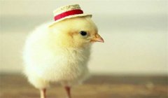 種公雞的飼養(yǎng)管理要點(diǎn)有哪些？