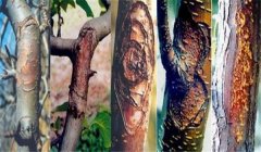 梨樹(shù)腐爛病怎么治效果最好，用什么藥治？