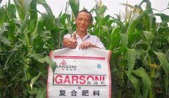 玉米基肥比例多少好，玉米基肥施多少合適？